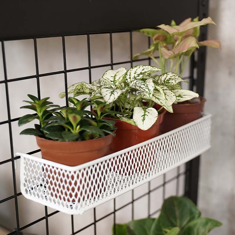 五炭吉角鋼展示圖